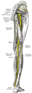 Sciatic Nerve